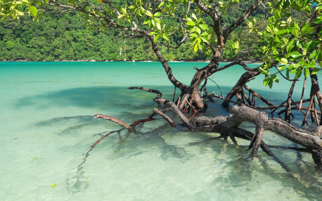 Kreuzfahrt Ausflüge Roatan Landausflüge