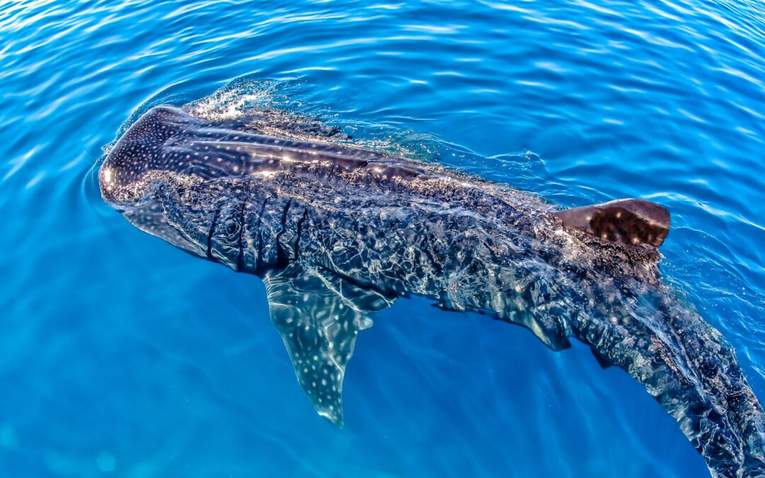 Walhaie in Mexiko – den größten Fisch der Welt erleben